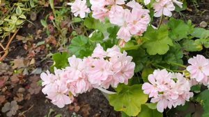 Пеларгония  Saga