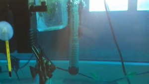 Скалярии после плавниковой гнили