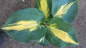 Хоста 'Dream Queen'  #hosta #хостадримкуин #хостакоролевамечты