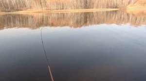 ОКУНЬ В НОЯБРЕ, ДО СНЕГА. КЛЕВ КАК ИЗ ПУЛЕМЕТА. РЫБАЧУ У СЕБЯ НА РОДИНЕ.