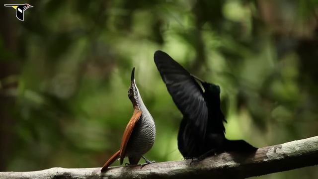 Magnificent Riflebird смотреть онлайн