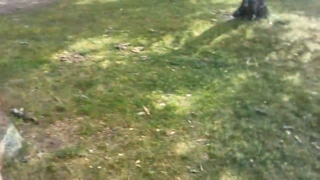 Птичка в дупле смотреть онлайн