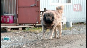 Дикая собака укусила за мужское достоинство / Новости