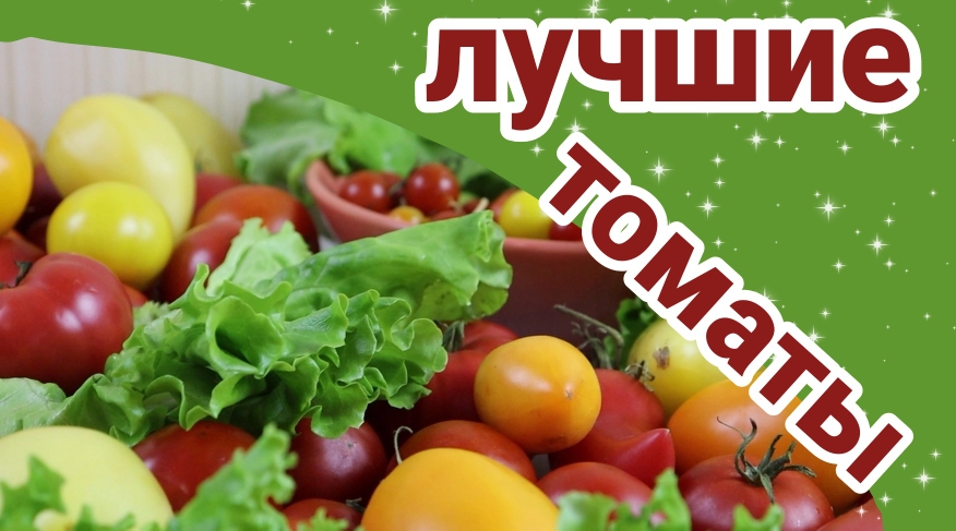 Лучшие низкорослые и среднерослые томаты. Обзор томатов от «Гавриш»