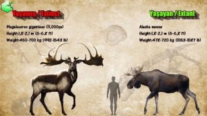 Animal Size Comparison [Living Extinct]