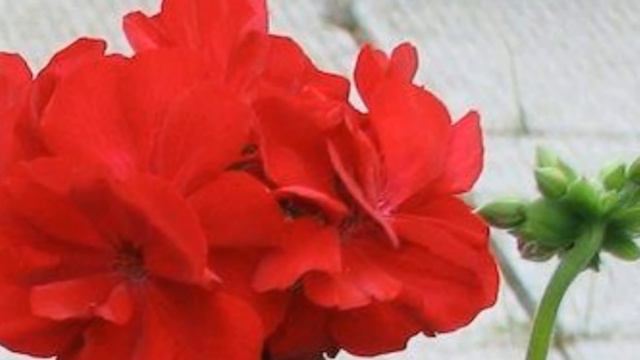 Сафин Габделфәт - " Яран гөлем" ( " Моя герань " ) смотреть онлайн