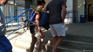 Пёс, который познал дзен:) Балдеющая собака в центре Алупки