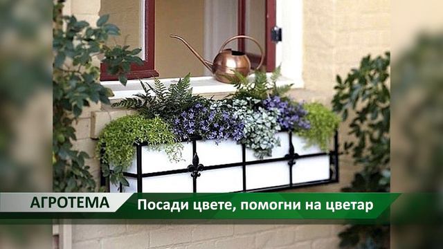 Агротема: Посади цвете, помогни на цветар, автор: Камелия Карадочева смотреть онлайн