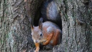 Естествознание.Дикие животные.Средняя группа. Кирпичева Н.Н