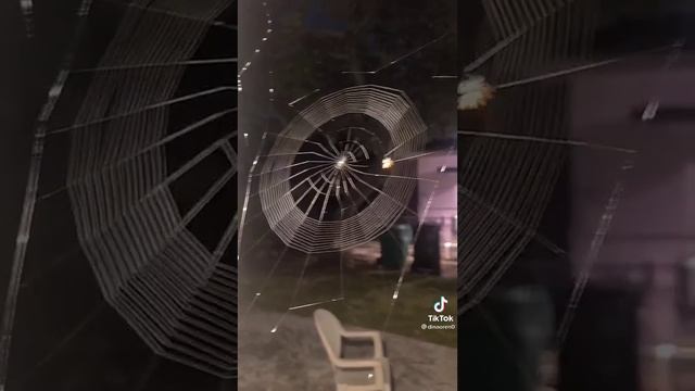 паук плетет паутину смотреть онлайн