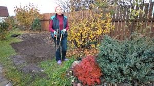 Осень Обрезка смородины