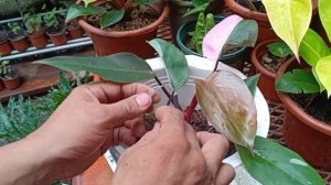 PHILODENDRON PINK PRINCESS | Repoting using soil less poting mix.