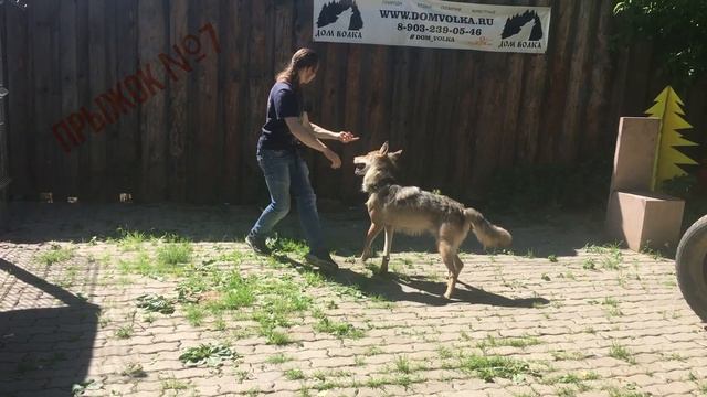 Сколько прыжков может сделать волк // Как прыгает волк Февраль