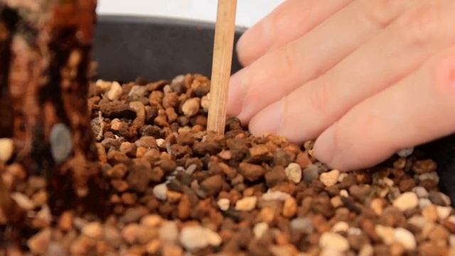 Weeping willow | Bonsai care [Salix] смотреть онлайн