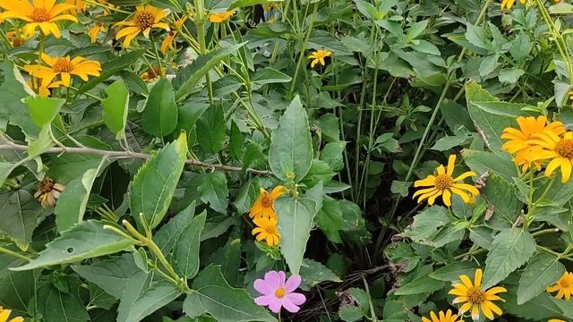 Огородно- садовые дела. Заготовки помидор и груш смотреть онлайн
