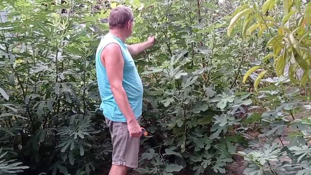 Инжир. Как из одного растения за сезон вырастить много новых и получить урожай. смотреть онлайн