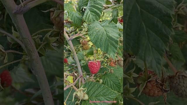 Малина лучшая для дачников, ухода не требует, подвязывать не надо смотреть онлайн