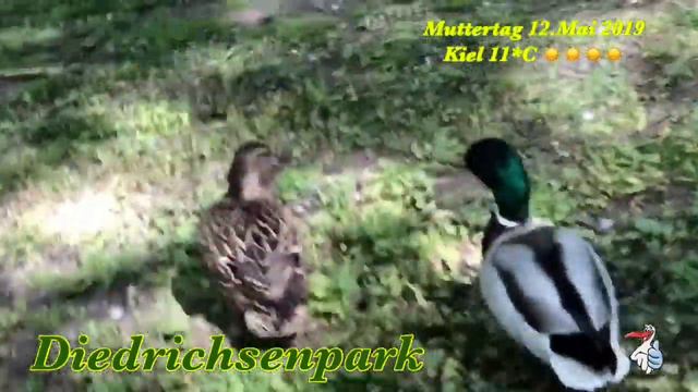 Am Muttertag 12. Mai 2019 im Park in Kiel spazieren смотреть онлайн