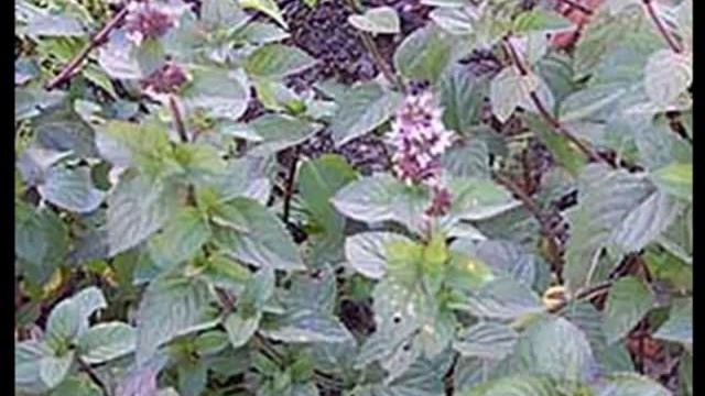 Мята перечная лечит печень