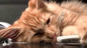 Как дать коту таблетку? Как правильно давать таблетки кошкам?