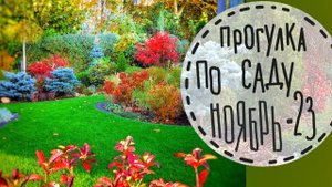 Прогулка по саду #5 Ноябрь 2023 Гортензии, злаки, хвойные, газон