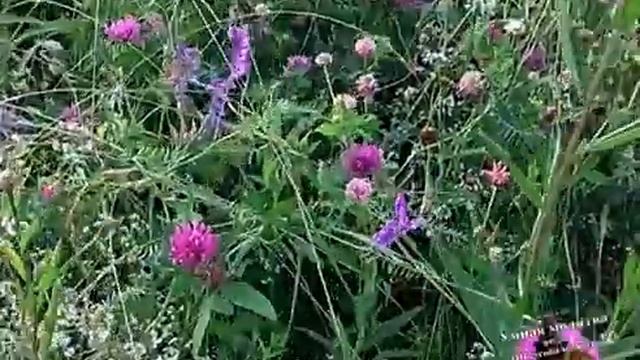 Заменяет ли молитва Иисусова утренние и вечерние молитвы.mp4 смотреть онлайн