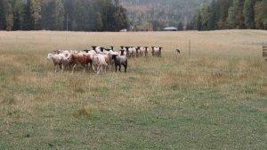 Border Collie Herding Demonstration