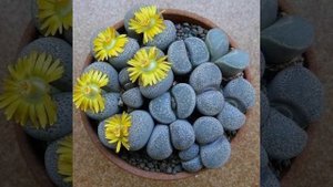 Литопсы. Живые камни - экзотика квартир.