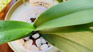 Phalaenopsis Care | Choosing a plastic pot for Semi-hydro