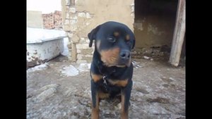 Где хранить зимой торф/Разведение червя дендробена