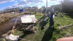 Пруд зарыбить форелью. Форель радужная.