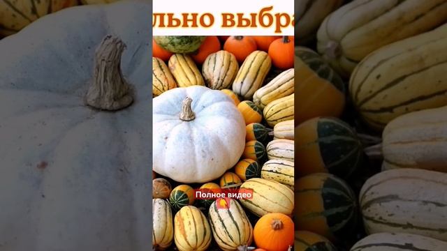 Как правильно выбрать ТЫКВУ