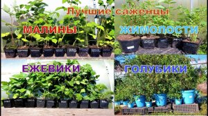 САЖЕНЦЫ МАЛИНЫ, ЖИМОЛОСТИ, ГОЛУБИКИ, ЕЖЕВИКИ КУПИТЬ