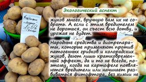 Что выгоднее – ПОКУПАТЬ или ВЫРАЩИВАТЬ картофель? Давайте посчитаем...