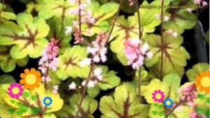 Гейхерелла гибридная Санспот. Краткий обзор, описание характеристик heucherella Sunspot