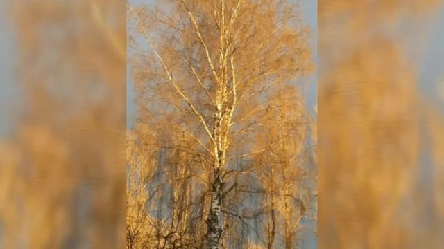 Хороша ты, Невская Дубровка! Автор слов Натэлла Пак. Поёт Стас Пенявский.