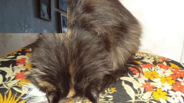 Муся и котенок остались одни смотреть онлайн