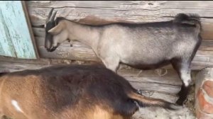 Содержание коз// Отчего коза не растёт//Кормление//Выпас.