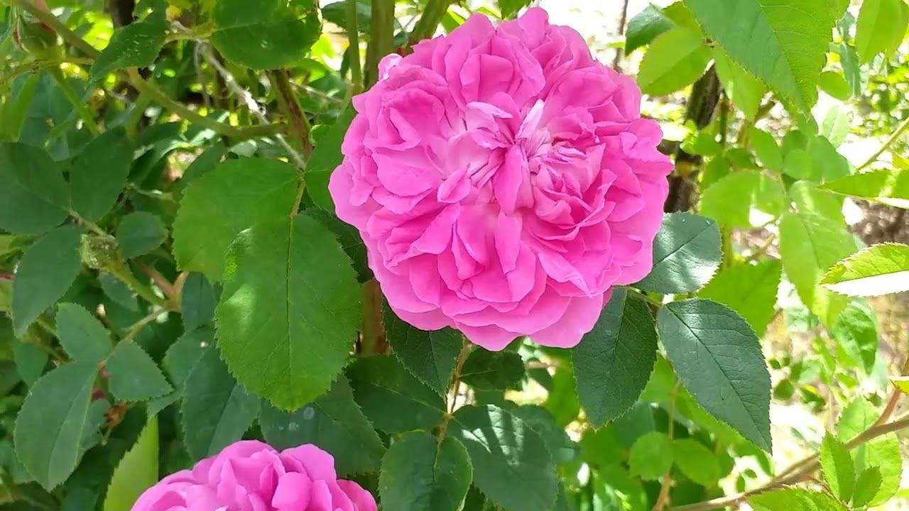 РОЗЫ начало лета ПОДКОРМКА смотреть онлайн