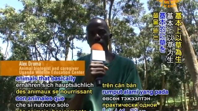On the Wild Side: Meet the Animals of the Uganda Wildlife Education Center (3/3) смотреть онлайн
