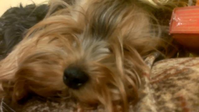 Шок! Йоркширские терьеры не едят мясо!? Смотреть всеМ! смотреть онлайн