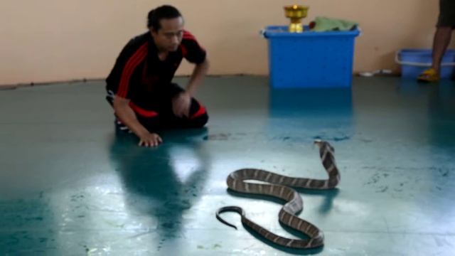 Игра с Королевской коброй смотреть онлайн