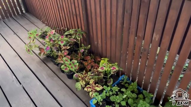 Цветочные миксы в кашпо. Планы высадки цветочной клумбы_60