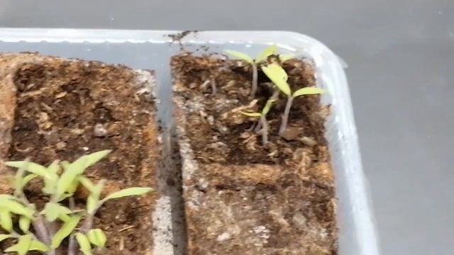 Я не покупаю семена Помидоров смотреть онлайн