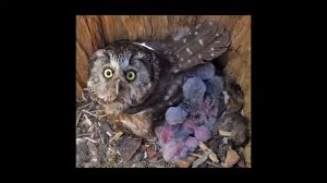 Мохноногий сыч. Рассказываю о сове.