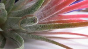 Tillandsia ionantha - Air Plant from Guatemala