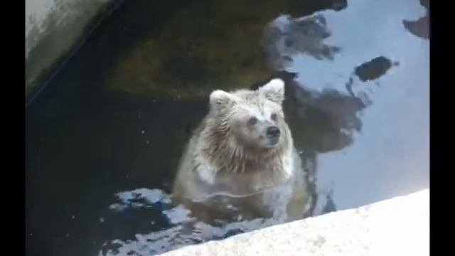 polar bears frolic in the zoo. смотреть онлайн