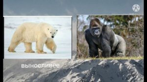 белый медведь против гориллы