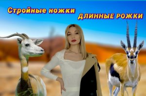 Животный мир.  Семейство полорогие.