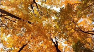 9 сентября День Анфисы . Что нельзя делать 9 сентября День Анфисы .  Народные традиции и приметы